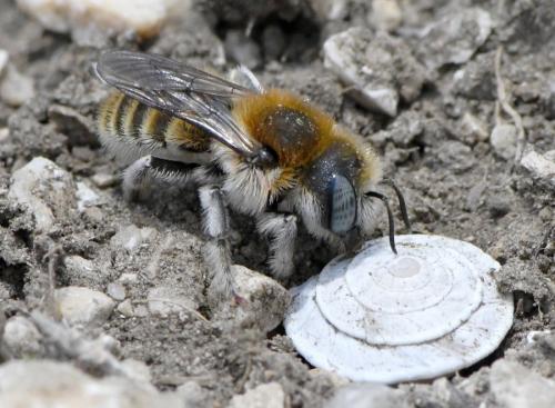 Réf. 258 763 : Hoplitis sp.